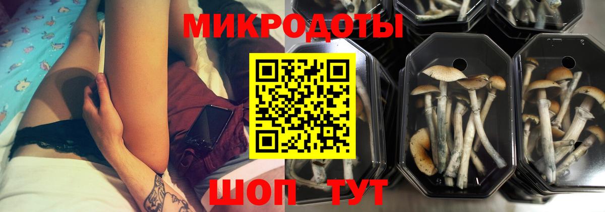 Псилоцибиновые грибы Psilocybe Таганрог
